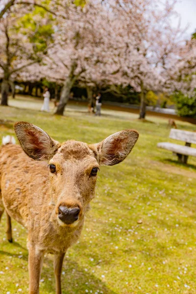 Nara Parkı 'nda kiraz çiçekleri ve geyikler