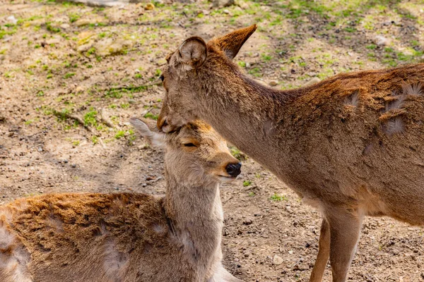 Geyik Nara Parkı, Nara Bölgesi
