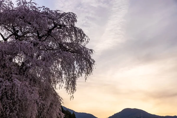 Nara İli: Matabei Kiraz Çiçekleri Sahnesi
