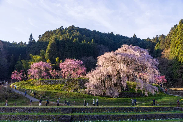 Nara İli: Matabei Kiraz Çiçekleri Sahnesi