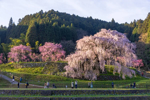 Nara İli: Matabei Kiraz Çiçekleri Sahnesi