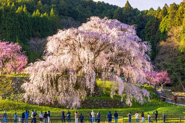 Nara İli: Matabei Kiraz Çiçekleri Sahnesi
