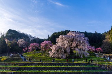 Nara İli: Matabei Kiraz Çiçekleri Sahnesi