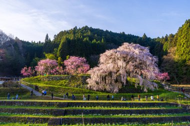 Nara İli: Matabei Kiraz Çiçekleri Sahnesi