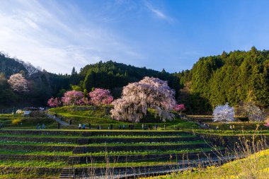 Nara İli: Matabei Kiraz Çiçekleri Sahnesi