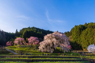 Nara İli: Matabei Kiraz Çiçekleri Sahnesi