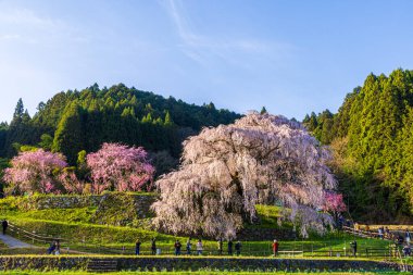 Nara İli: Matabei Kiraz Çiçekleri Sahnesi