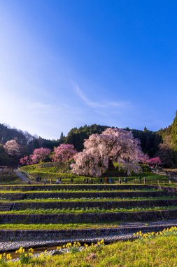 Nara İli: Matabei Kiraz Çiçekleri Sahnesi