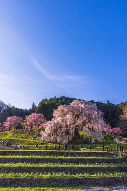 Nara İli: Matabei Kiraz Çiçekleri Sahnesi