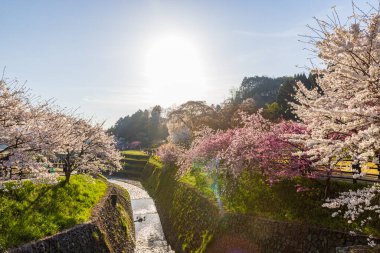 Nara İli: Matabei Kiraz Çiçekleri Sahnesi
