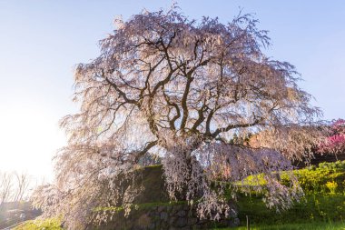 Nara İli: Matabei Kiraz Çiçekleri Sahnesi