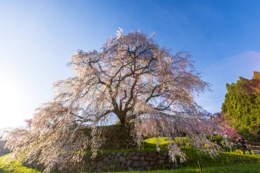 Nara İli: Matabei Kiraz Çiçekleri Sahnesi