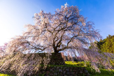 Nara İli: Matabei Kiraz Çiçekleri Sahnesi