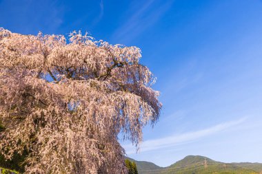 Nara İli: Matabei Kiraz Çiçekleri Sahnesi