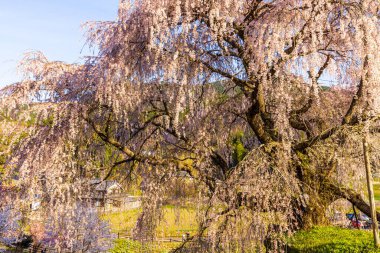 Nara İli: Matabei Kiraz Çiçekleri Sahnesi