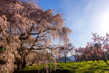 Nara İli: Matabei Kiraz Çiçekleri Sahnesi