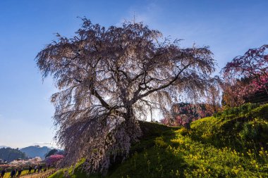Nara İli: Matabei Kiraz Çiçekleri Sahnesi