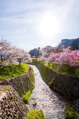 Nara İli: Matabei Kiraz Çiçekleri Sahnesi
