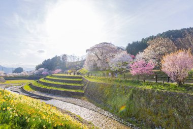 Nara İli: Matabei Kiraz Çiçekleri Sahnesi