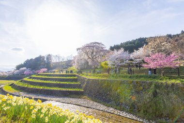 Nara İli: Matabei Kiraz Çiçekleri Sahnesi