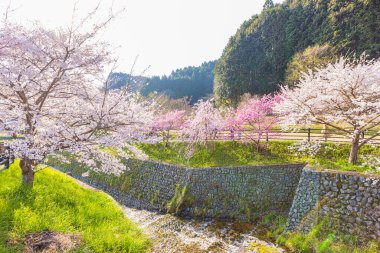 Nara İli: Matabei Kiraz Çiçekleri Sahnesi