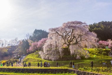 Nara İli: Matabei Kiraz Çiçekleri Sahnesi