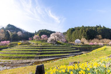 Nara İli: Matabei Kiraz Çiçekleri Sahnesi