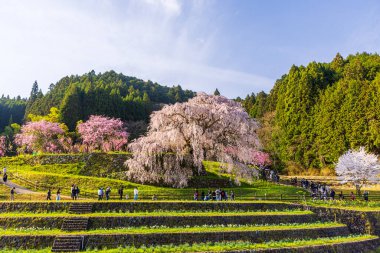 Nara İli: Matabei Kiraz Çiçekleri Sahnesi