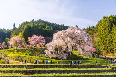 Nara İli: Matabei Kiraz Çiçekleri Sahnesi