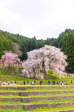 Nara İli: Matabei Kiraz Çiçekleri Sahnesi