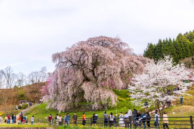 Nara İli: Matabei Kiraz Çiçekleri Sahnesi