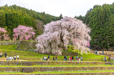 Nara İli: Matabei Kiraz Çiçekleri Sahnesi