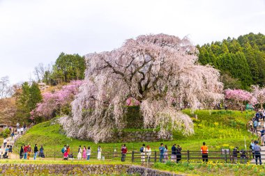 Nara İli: Matabei Kiraz Çiçekleri Sahnesi