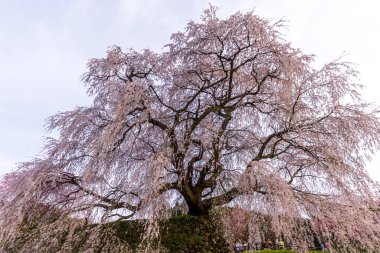 Nara İli: Matabei Kiraz Çiçekleri Sahnesi