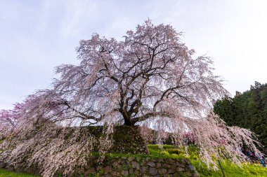 Nara İli: Matabei Kiraz Çiçekleri Sahnesi