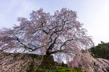 Nara İli: Matabei Kiraz Çiçekleri Sahnesi