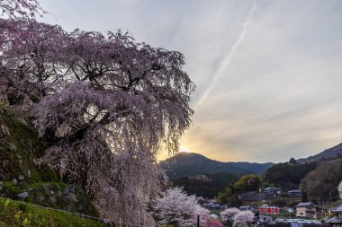 Nara İli: Matabei Kiraz Çiçekleri Sahnesi