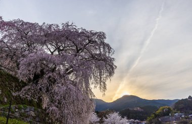 Nara İli: Matabei Kiraz Çiçekleri Sahnesi