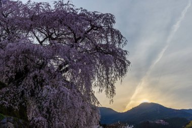 Nara İli: Matabei Kiraz Çiçekleri Sahnesi