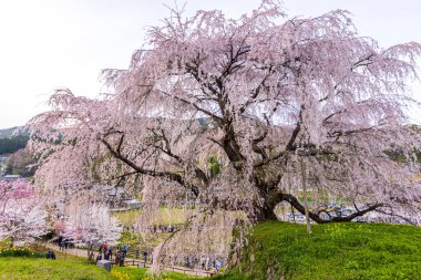 Nara İli: Matabei Kiraz Çiçekleri Sahnesi