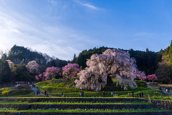 Nara İli: Matabei Kiraz Çiçekleri Sahnesi