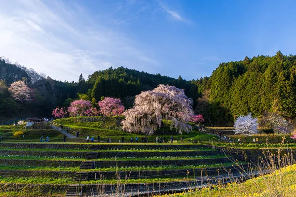 Nara İli: Matabei Kiraz Çiçekleri Sahnesi