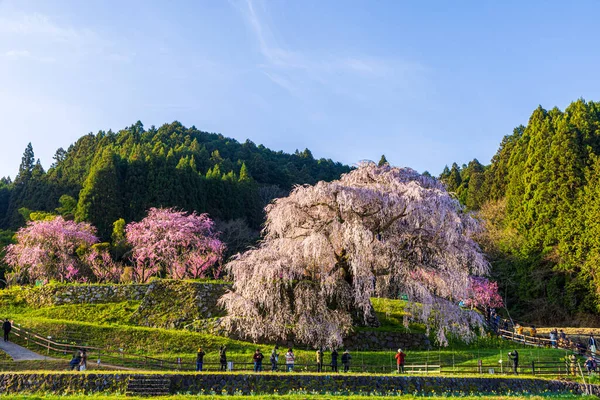 Nara İli: Matabei Kiraz Çiçekleri Sahnesi