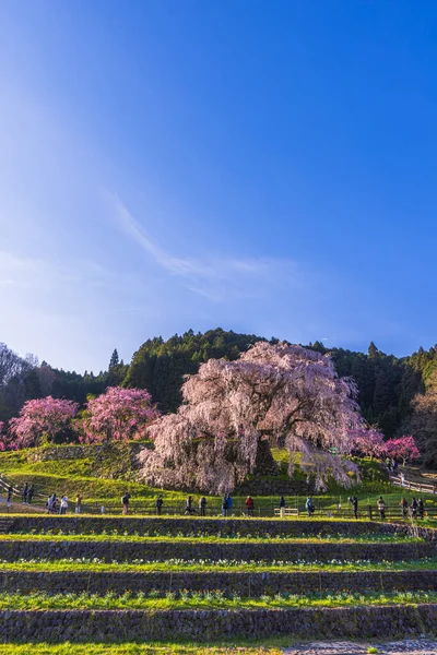Nara İli: Matabei Kiraz Çiçekleri Sahnesi