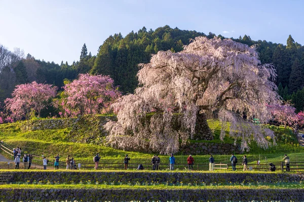 Nara İli: Matabei Kiraz Çiçekleri Sahnesi