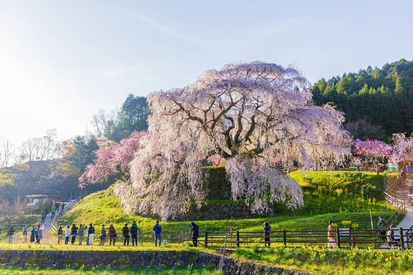 Nara İli: Matabei Kiraz Çiçekleri Sahnesi