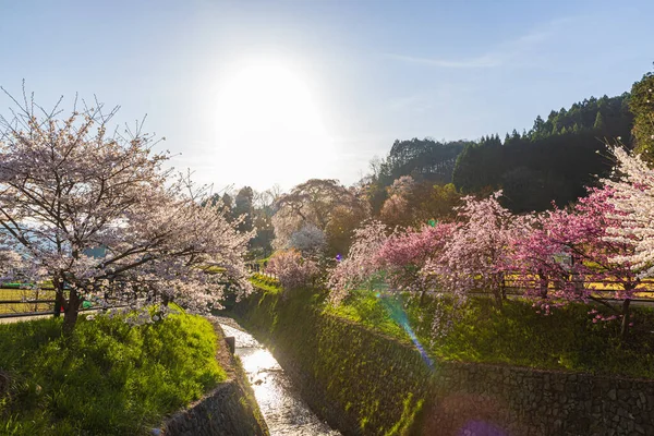 Nara İli: Matabei Kiraz Çiçekleri Sahnesi