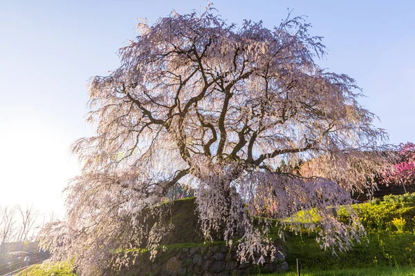 Nara İli: Matabei Kiraz Çiçekleri Sahnesi