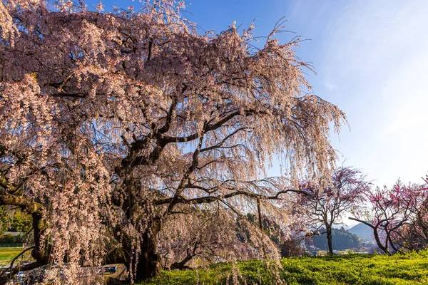 Nara İli: Matabei Kiraz Çiçekleri Sahnesi