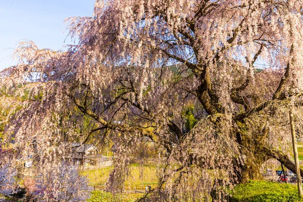 Nara İli: Matabei Kiraz Çiçekleri Sahnesi